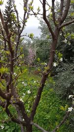 Close-up of flower tree against sky