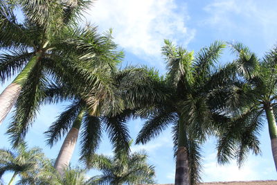 Low angle view of palm trees against sky