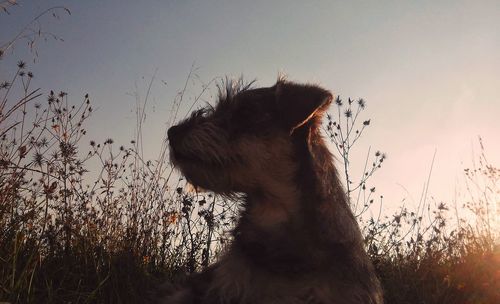 Low angle view of horse against sky