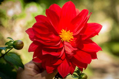 Close-up of hand holding red flower outdoors