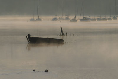 Misty breton morning 