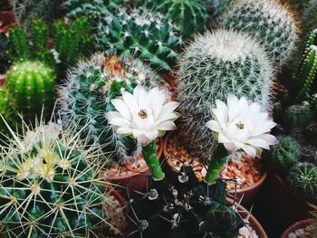 Close-up of cactus plants