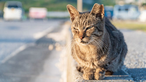 Close-up portrait of a cat