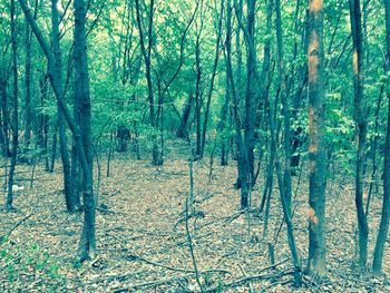 Trees in forest