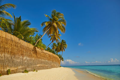 View of palm trees on beach