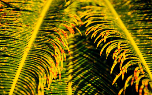 Close-up of palm trees