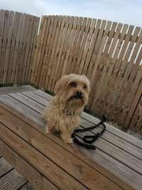 Portrait of dog sitting on wooden fence