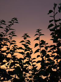 Close-up of silhouette plants against sky