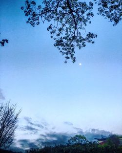 Low angle view of trees against clear sky