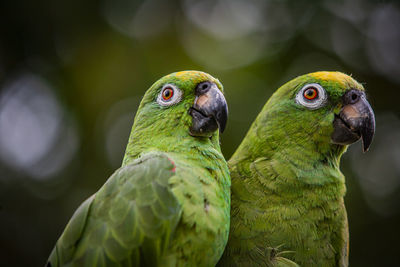 Scaly naped parrots (amazona mercenaria)