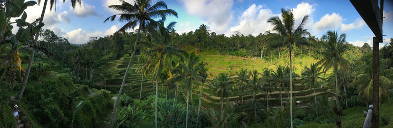 Panoramic view of coconut palm trees on field against sky