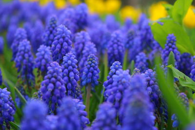 Close-up of purple flowering plants