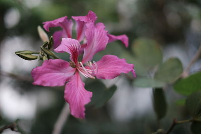 Close-up of pink flowers blooming outdoors