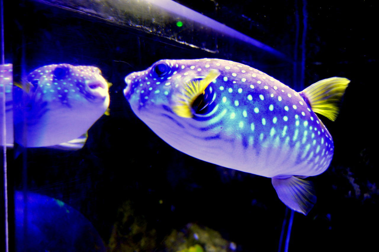 FISH SWIMMING IN AQUARIUM