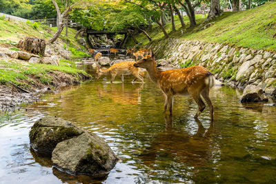 View of giraffe standing on rock by lake