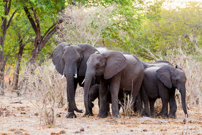 Elephant walking in a forest