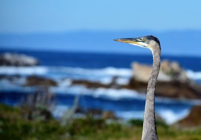 Close-up of heron against sea