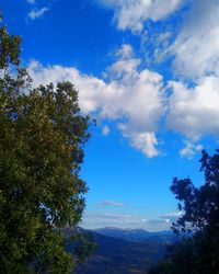 Low angle view of trees against blue sky