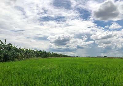 Scenic view of agricultural field against sky