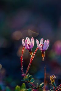Close-up of pink flowering plant