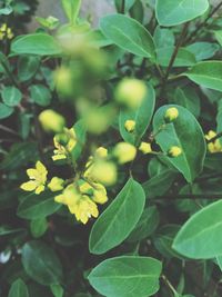 Close-up of leaves