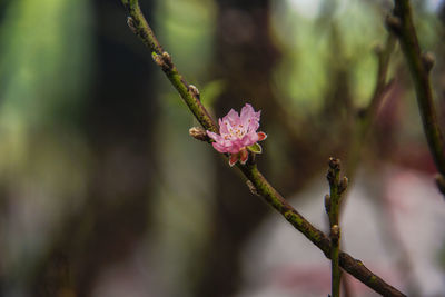 Close-up of pink flower buds on branch