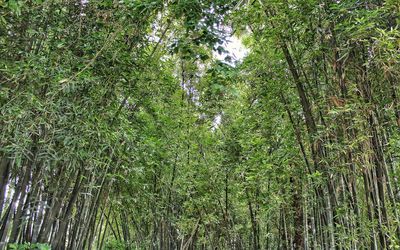 View of bamboo trees in forest