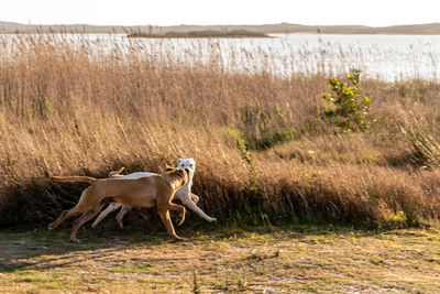 Dog standing in field