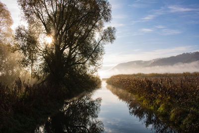 Trees by canal against sky