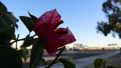 Close-up of leaves against sky