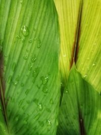 Full frame shot of wet green leaves during rainy season