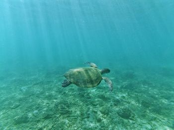 Wildlife turtle in lampuuk coastal, aceh indonesia