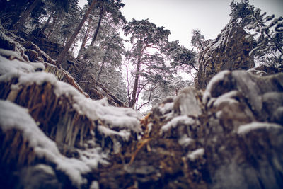 Trees in forest against sky during winter