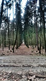 Footpath passing through forest