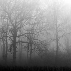 Bare trees on field in forest during winter