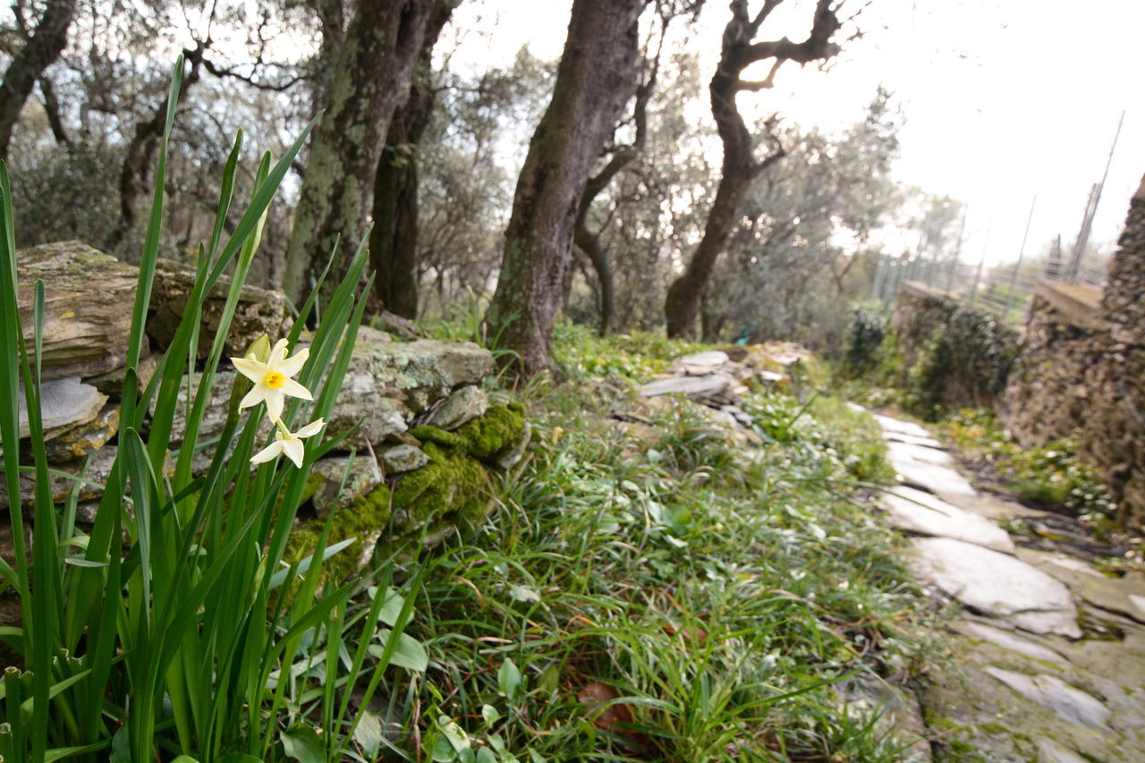 SCENIC VIEW OF FLOWERING PLANTS AND TREES