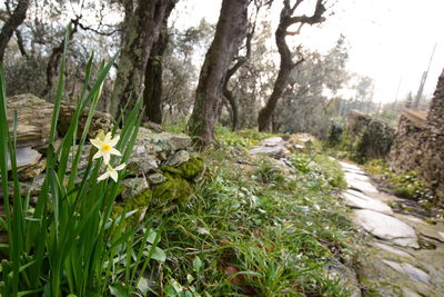 Scenic view of flowering plants by trees