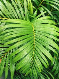 Full frame shot of fresh green plant