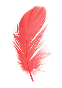 Close-up of feather against white background