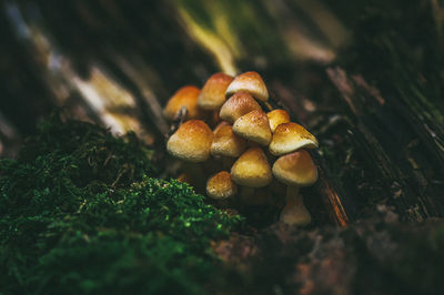 Close-up of mushrooms growing on field