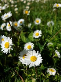 Close-up of white daisy flowers on field