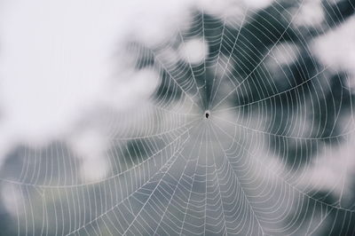 Full frame shot of spider web