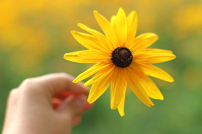 Close-up of hand holding yellow flower