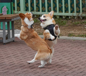 Dogs on footpath