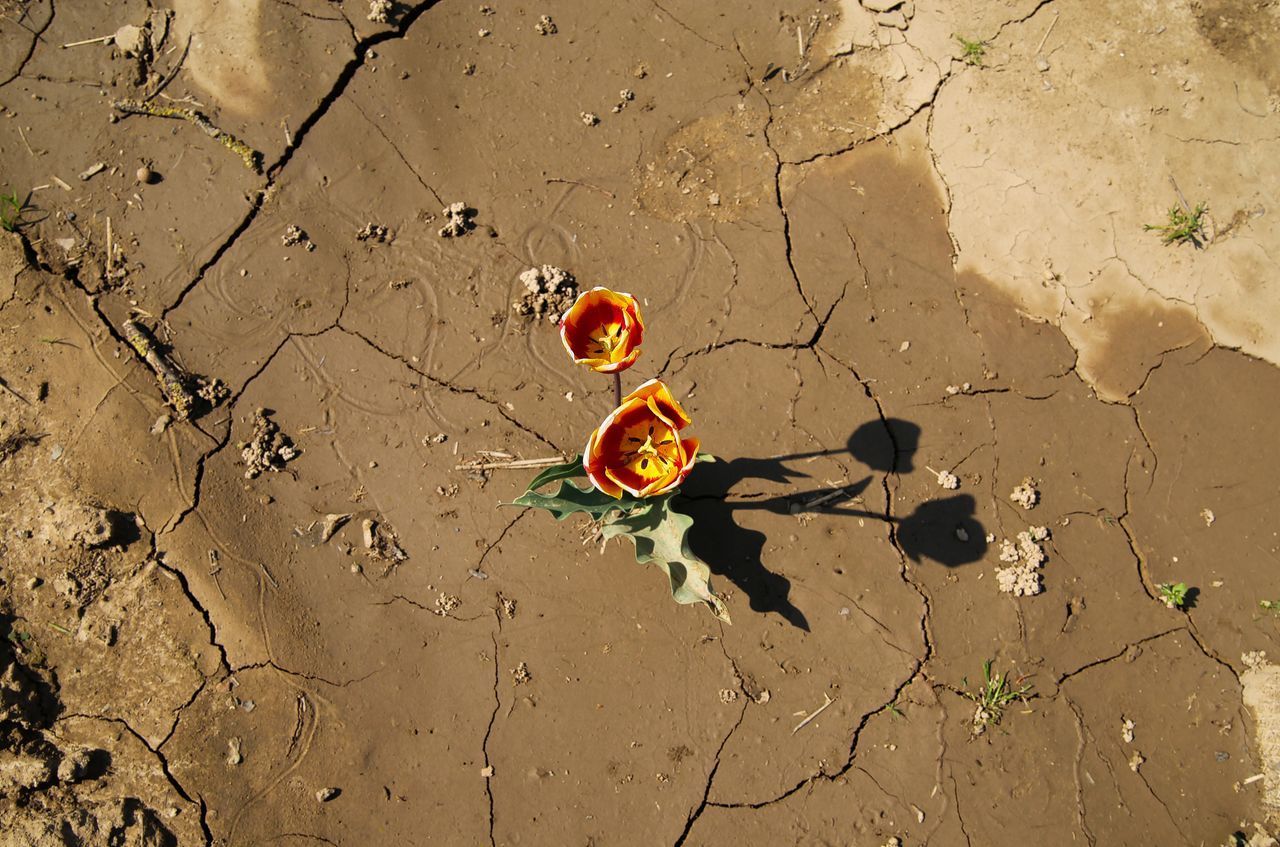 HIGH ANGLE VIEW OF DRY LEAVES ON SAND