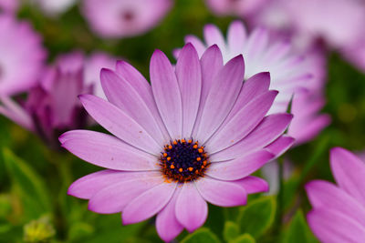 Close-up of purple flower