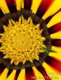 Full frame shot of yellow flower