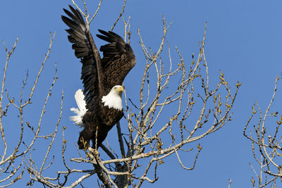 Low angle view of eagle flying against sky