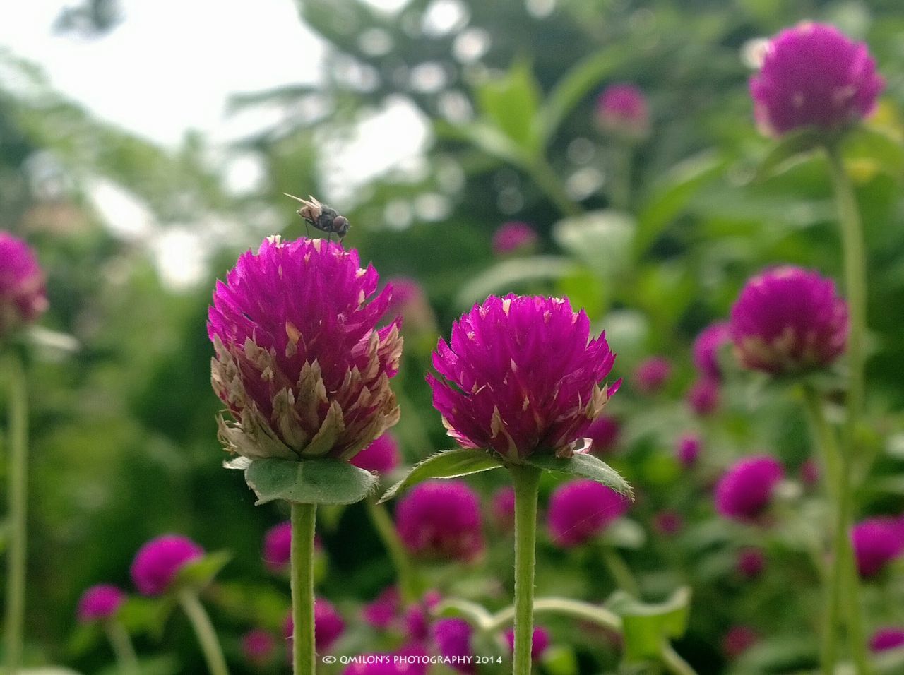flower, freshness, growth, fragility, focus on foreground, pink color, beauty in nature, close-up, petal, plant, flower head, nature, stem, blooming, purple, bud, selective focus, in bloom, outdoors, day