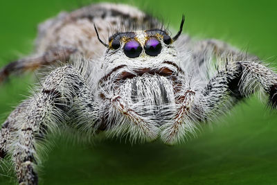Close-up of spider